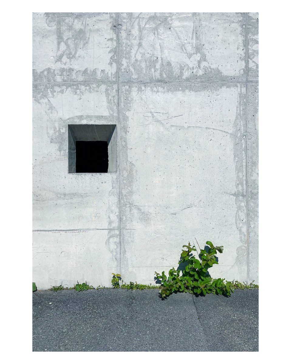 Minimalistisk bilde av en betongvegg med et lite vindu og en grønn plante som vokser opp av asfalten